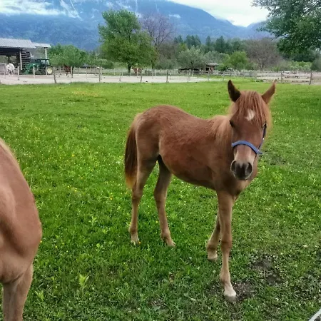 アパート Maple & Pine