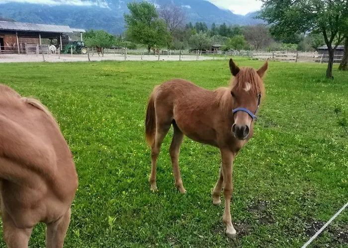 Apartment Maple & Pine